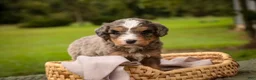 Mini Bernedoodle dogs for sale: Barley F1 Mini Bernedoodle  - Ad 8