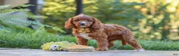 Cavapoo dogs for sale: Blake - Ad 4