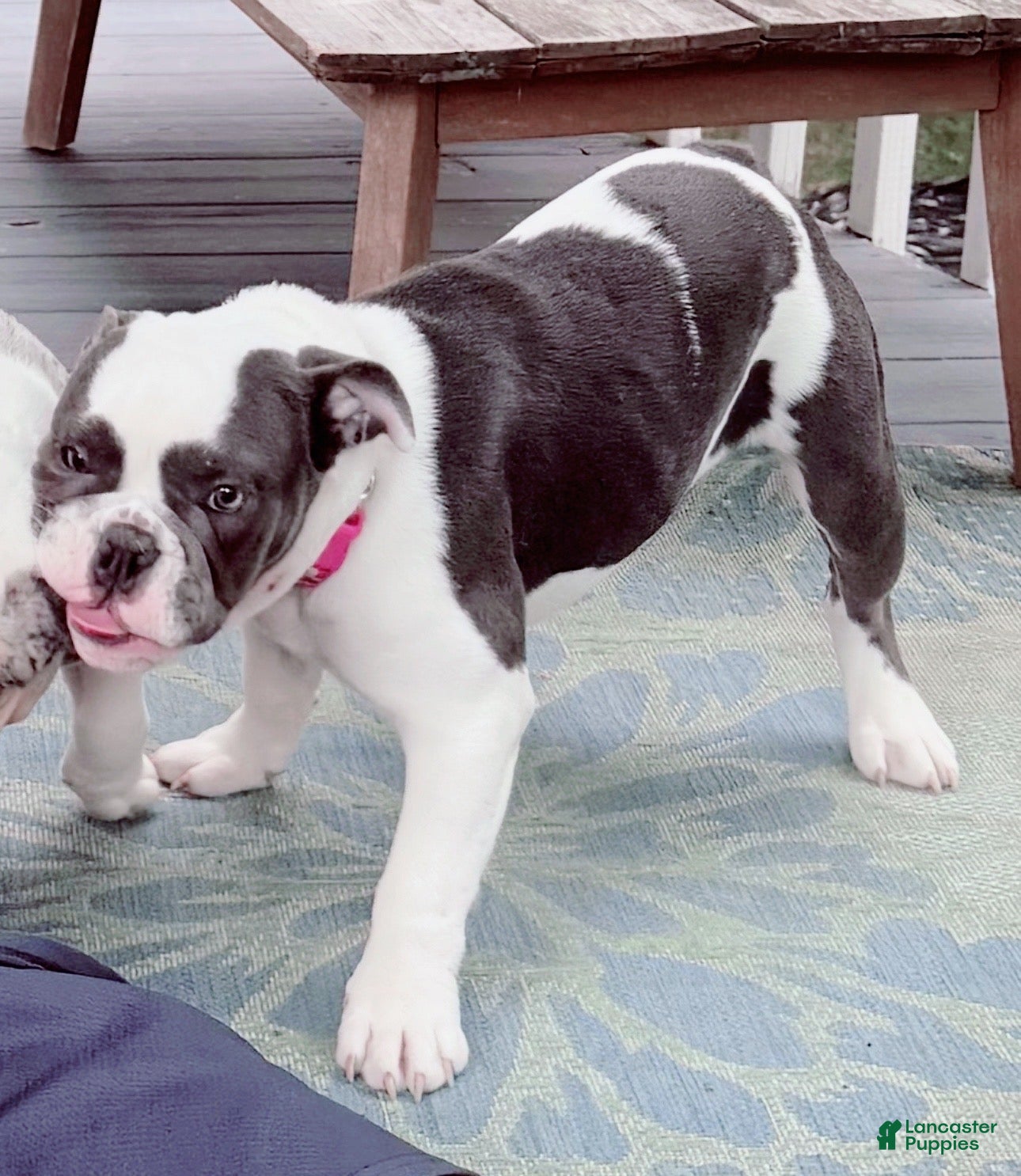 English Bulldog dogs Blue pied female Old English Bulldog - Ad 37