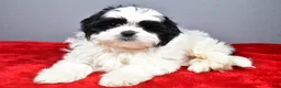 Shih Tzu dogs for sale: Noah - Ad 2
