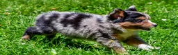 Miniature Australian Shepherd dogs for sale: Felisha - Ad 7