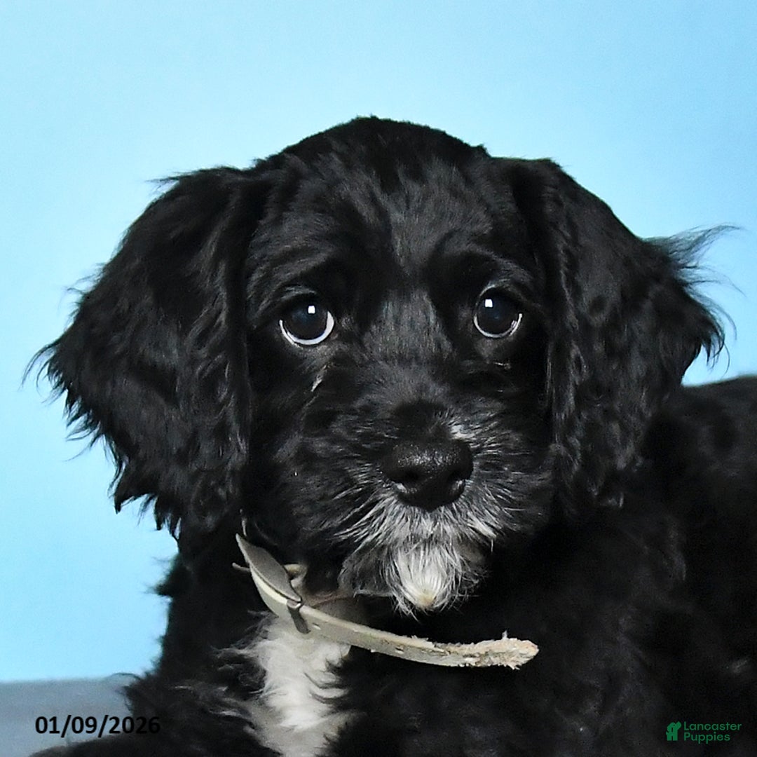 Cockapoo dogs for sale: Milo - Ad 5