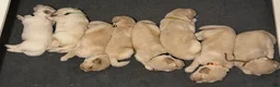 Mixed Breed dogs for sale: Willow - Ad 4