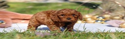 Cavapoo dogs for sale: Tucker - Ad 7
