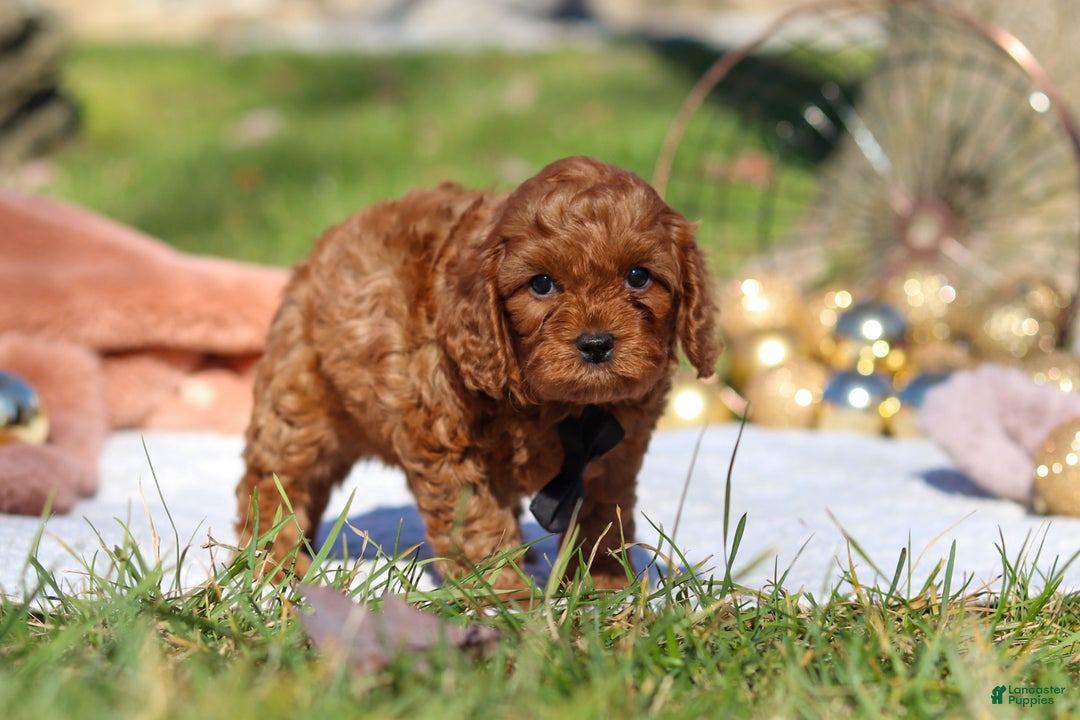 Cavapoo dogs for sale: Tucker - Ad 7