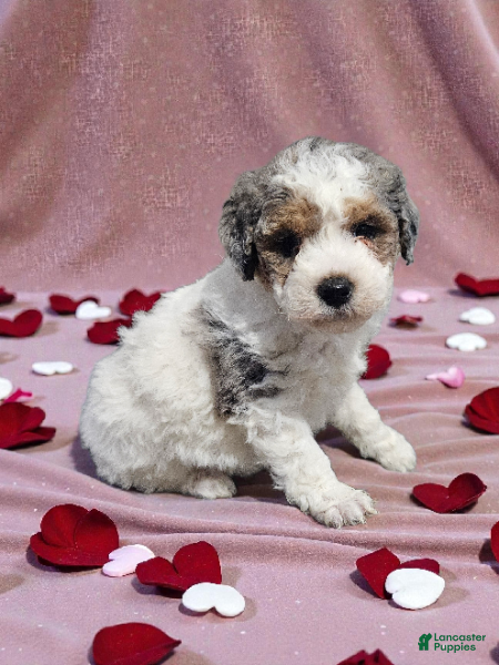 Mini Bernedoodle dogs Bambi - Ad 15