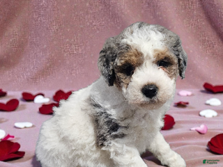 Mini Bernedoodle dogs Bambi - Ad 15