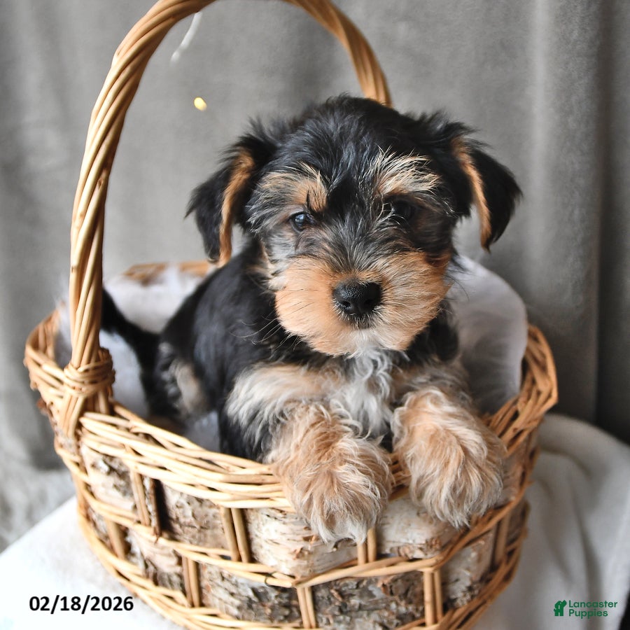 Morkie dogs Banjo - Ad 1