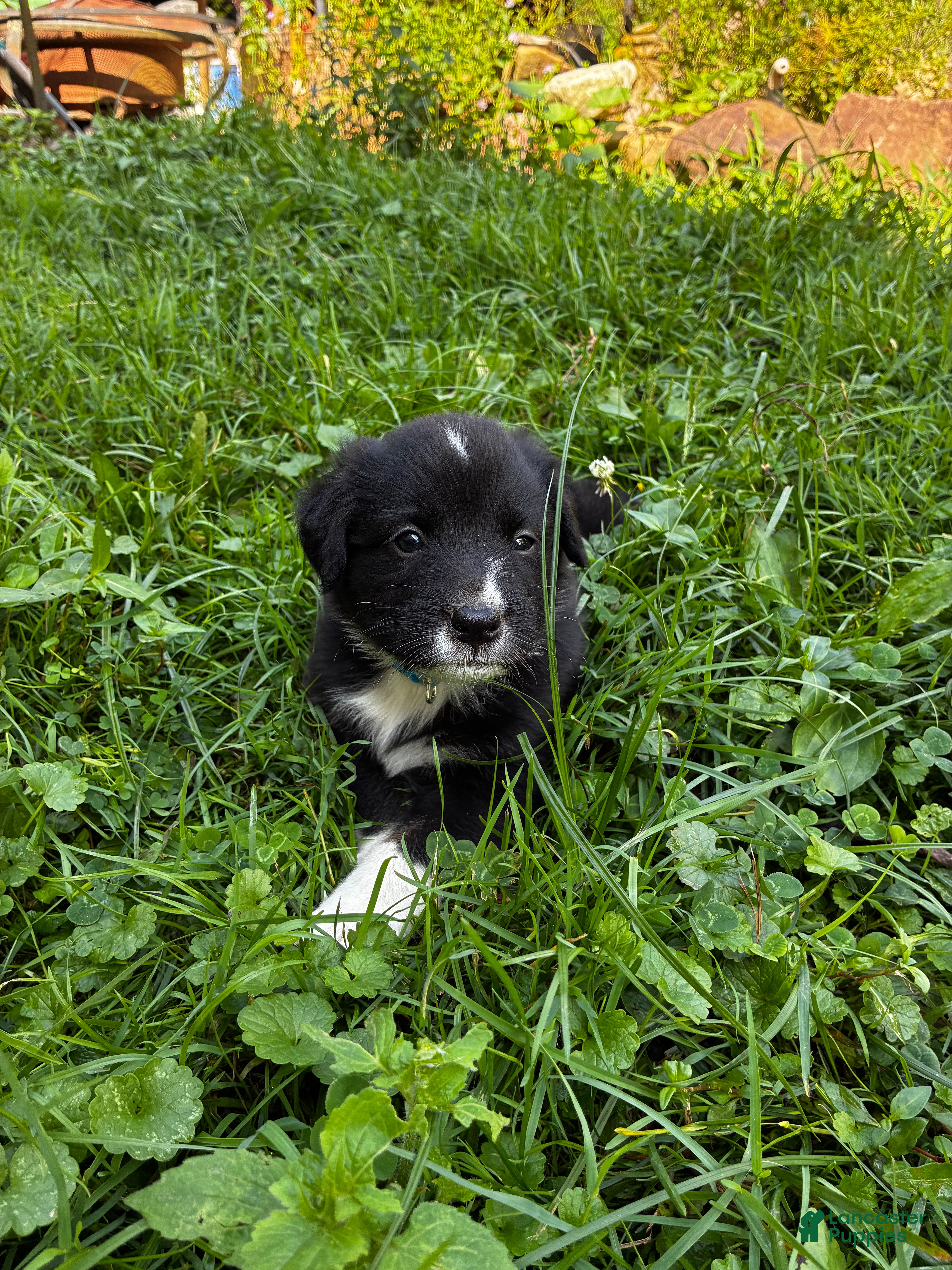 Australian Shepherd dogs Australian Shepherd 5 - Ad 7