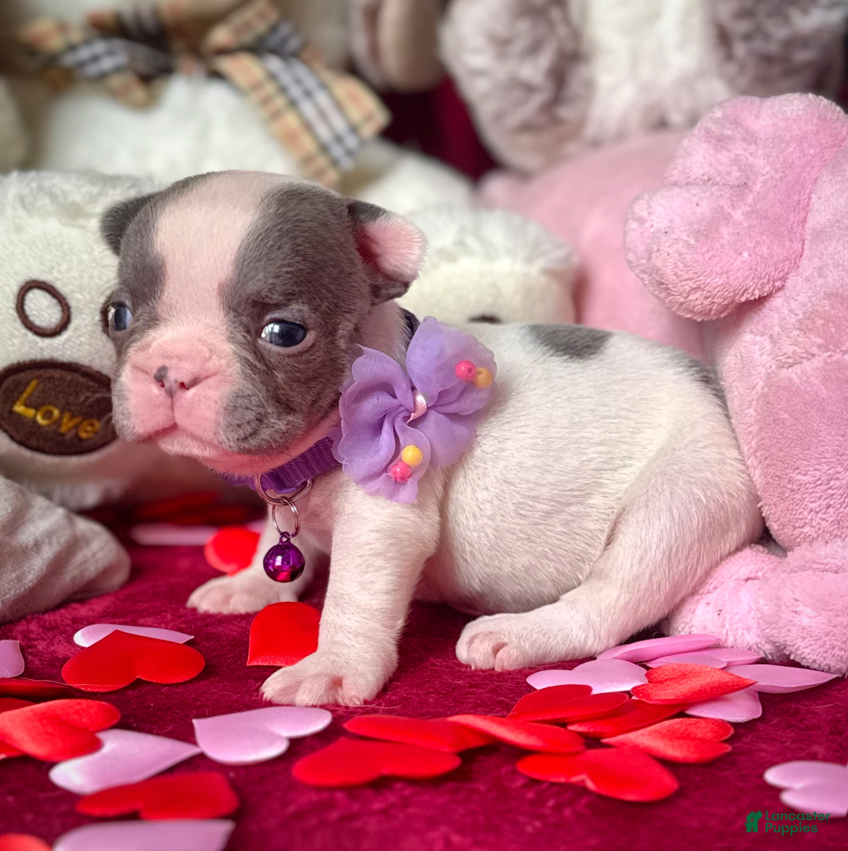 French Bulldog dogs French Bulldog Puppy 4 - Ad 1