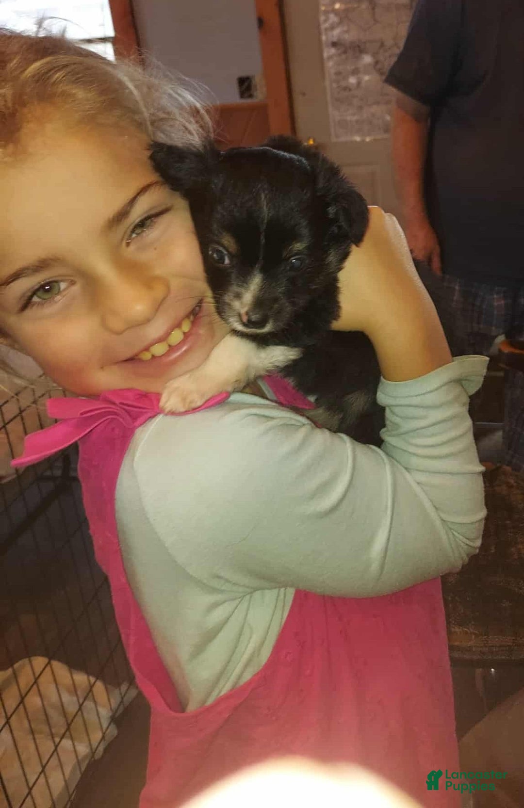 Toy Australian Shepherd dogs for sale: BEAU - Ad 1