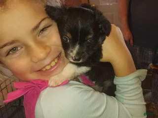 Toy Australian Shepherd dogs BEAU - Ad 17