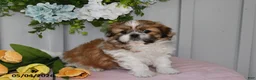 Shih Tzu dogs for sale: Lilac - Ad 2