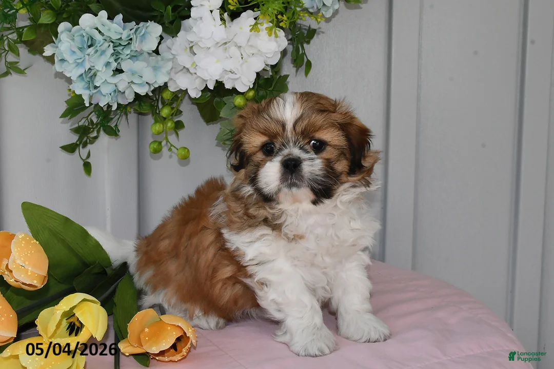 Shih Tzu dogs for sale: Lilac - Ad 2