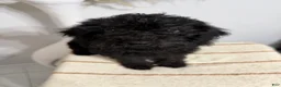 Mini Goldendoodle dogs for sale: Black Girl 2 - Ad 2