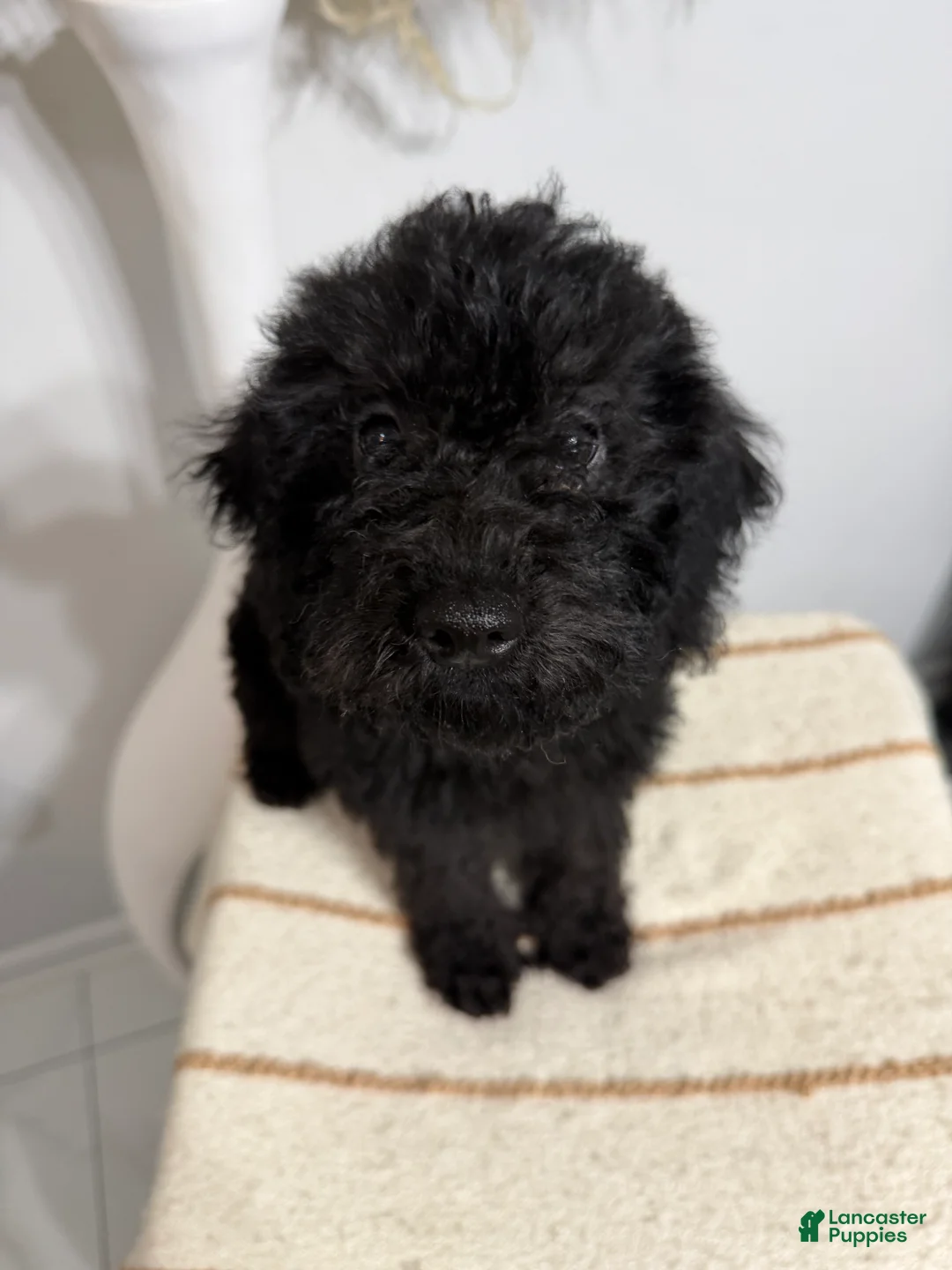 Mini Goldendoodle dogs for sale: Black Girl 2 - Ad 2