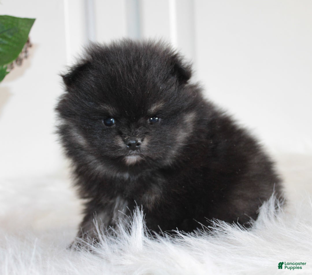 Pomeranian dogs for sale: Kason - Ad 14