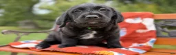 Labradoodle dogs for sale: Curtis (Boy) - Ad 5