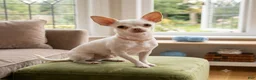 Chihuahua dogs for sale: Chihuahua 2 - Ad 15