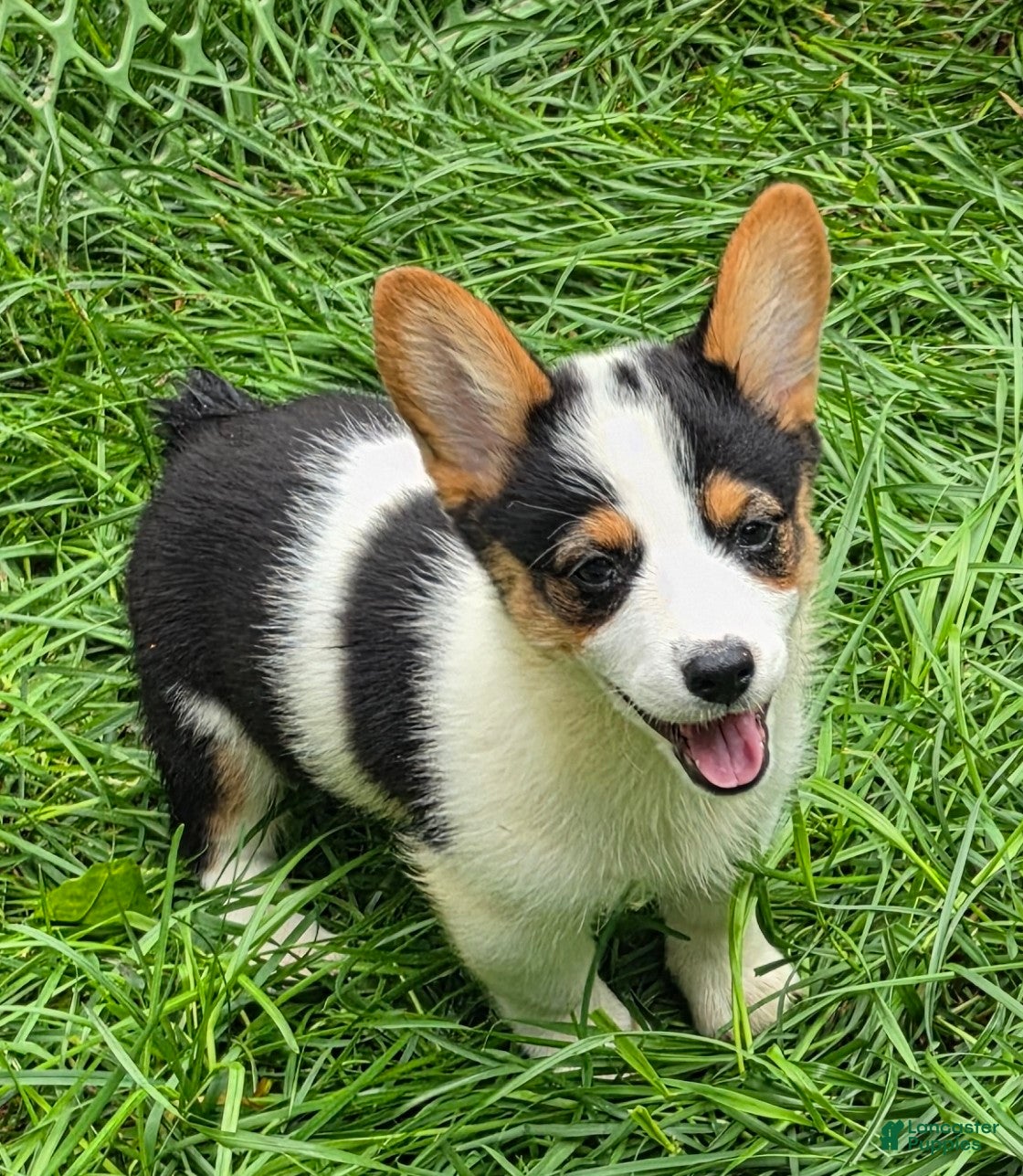 Welsh Corgi Pembroke dogs Oreo girl  - Ad 1