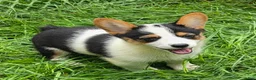 Welsh Corgi Pembroke dogs for sale: Oreo girl  - Ad 10