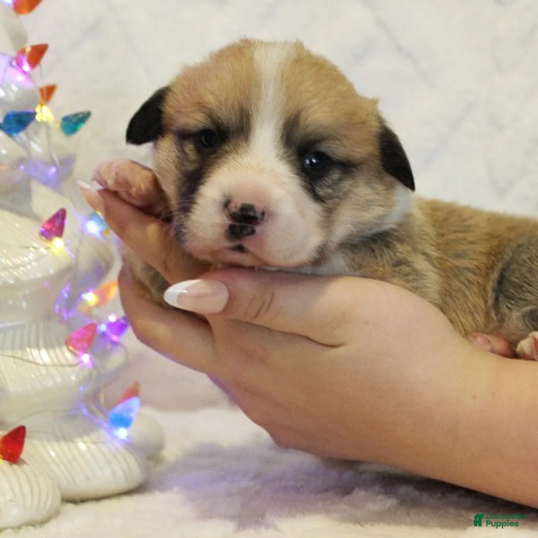 Welsh Corgi Pembroke dogs for sale: Elsa Genetically CLEAR - Ad 6