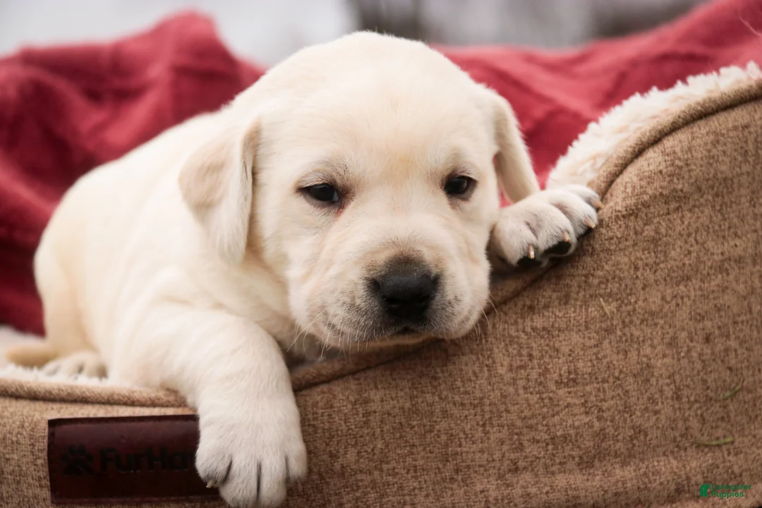Labrador Retriever dogs for sale: Shenandoah - Ad 2
