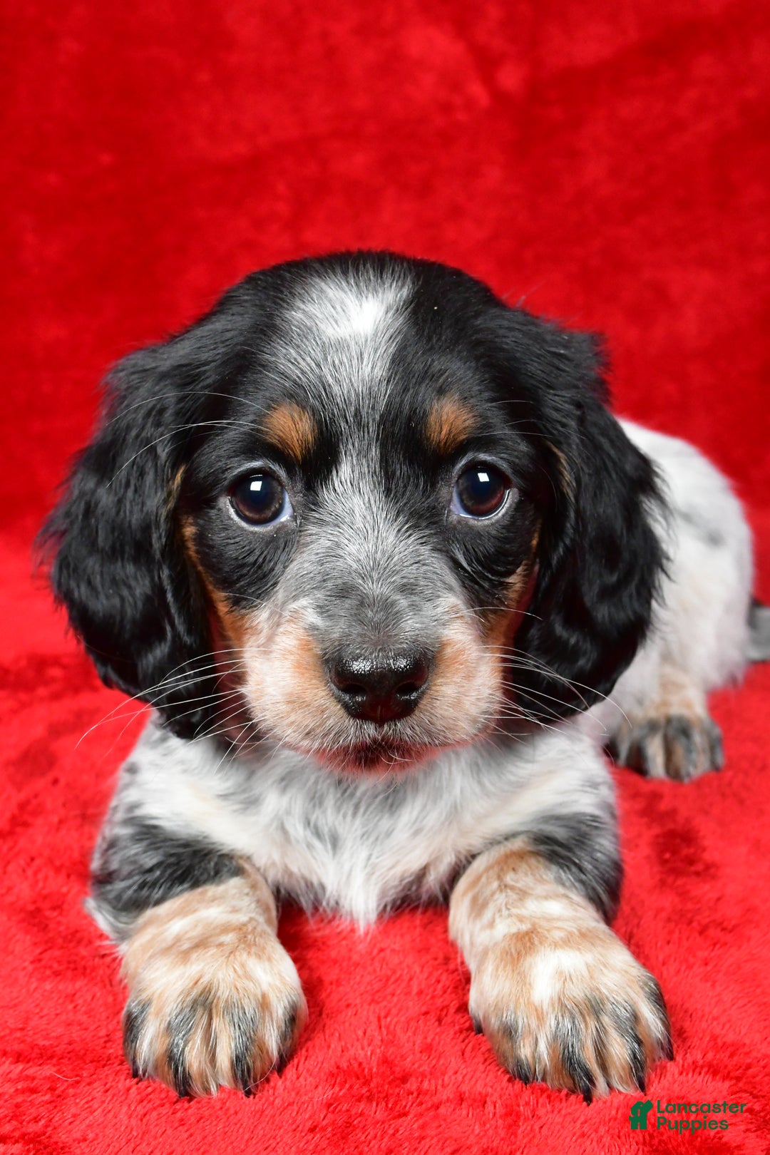 Miniature Dachshund dogs for sale: Daisy - Ad 9