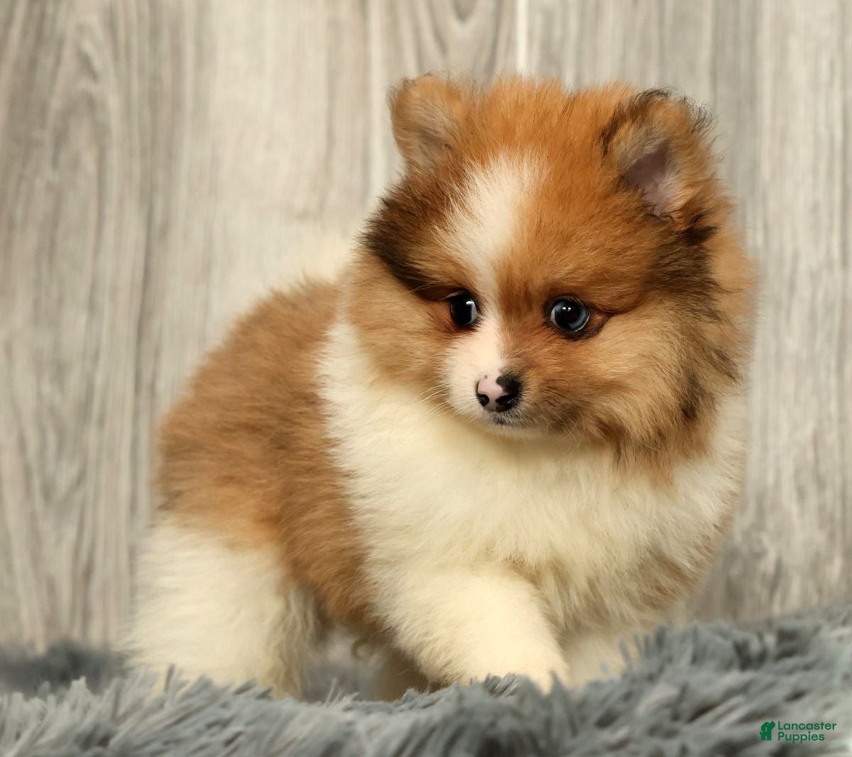 Pomeranian dogs Houston - Ad 2