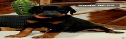 Doberman Pinscher dogs for sale: Doberman Pinscher Puppy 3 - Ad 4