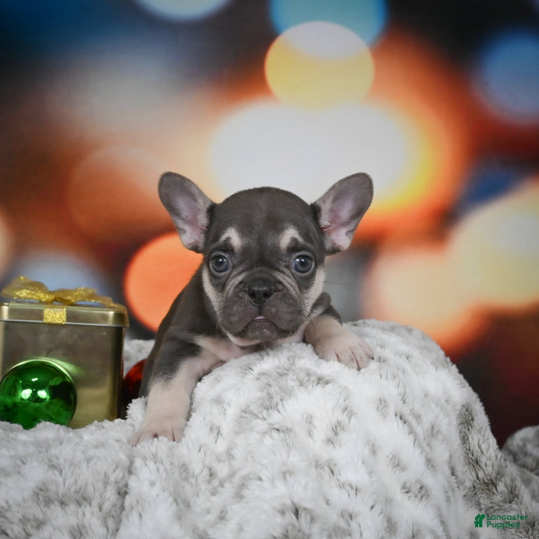 French Bulldog dogs for sale: Cameron - Ad 3