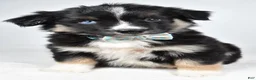 Miniature Australian Shepherd dogs for sale: Fiona - Ad 4
