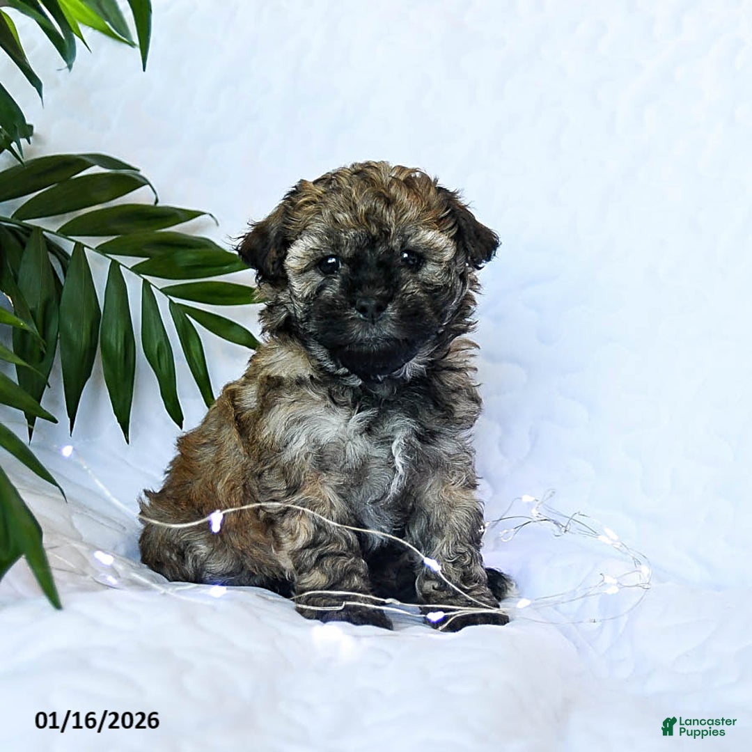 Mixed Breed dogs for sale: Cocoa - Ad 2