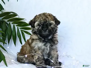 Mixed Breed dogs Cocoa - Ad 20