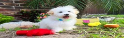 Maltipoo dogs for sale: Snow White - Ad 12