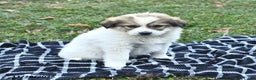 Great Pyrenees dogs for sale: Allie - Ad 7