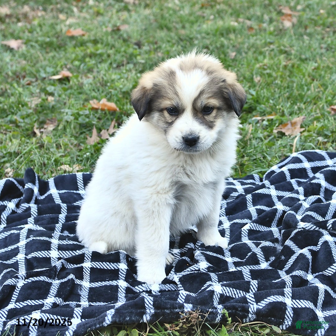 Great Pyrenees dogs for sale: Allie - Ad 7