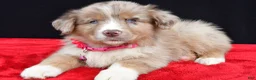 Miniature Australian Shepherd dogs for sale: Fern  - Ad 2
