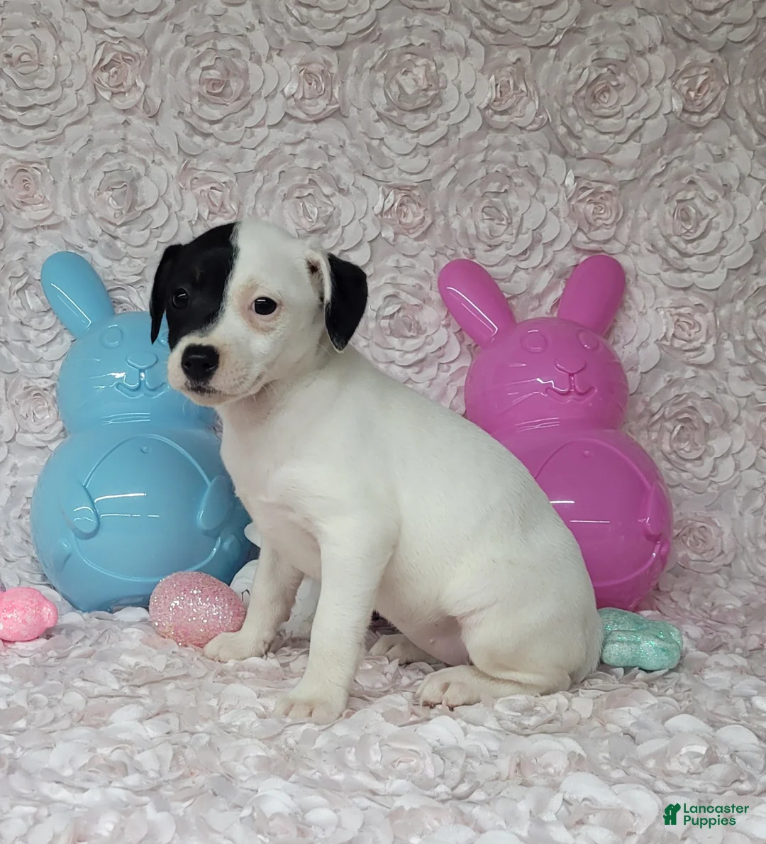 Jack Russell Terrier dogs for sale: Lena Registered Purebred  - Ad 5