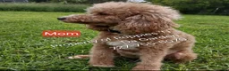Mini Goldendoodle dogs for sale: Mini Goldendoodle 1 - Ad 2