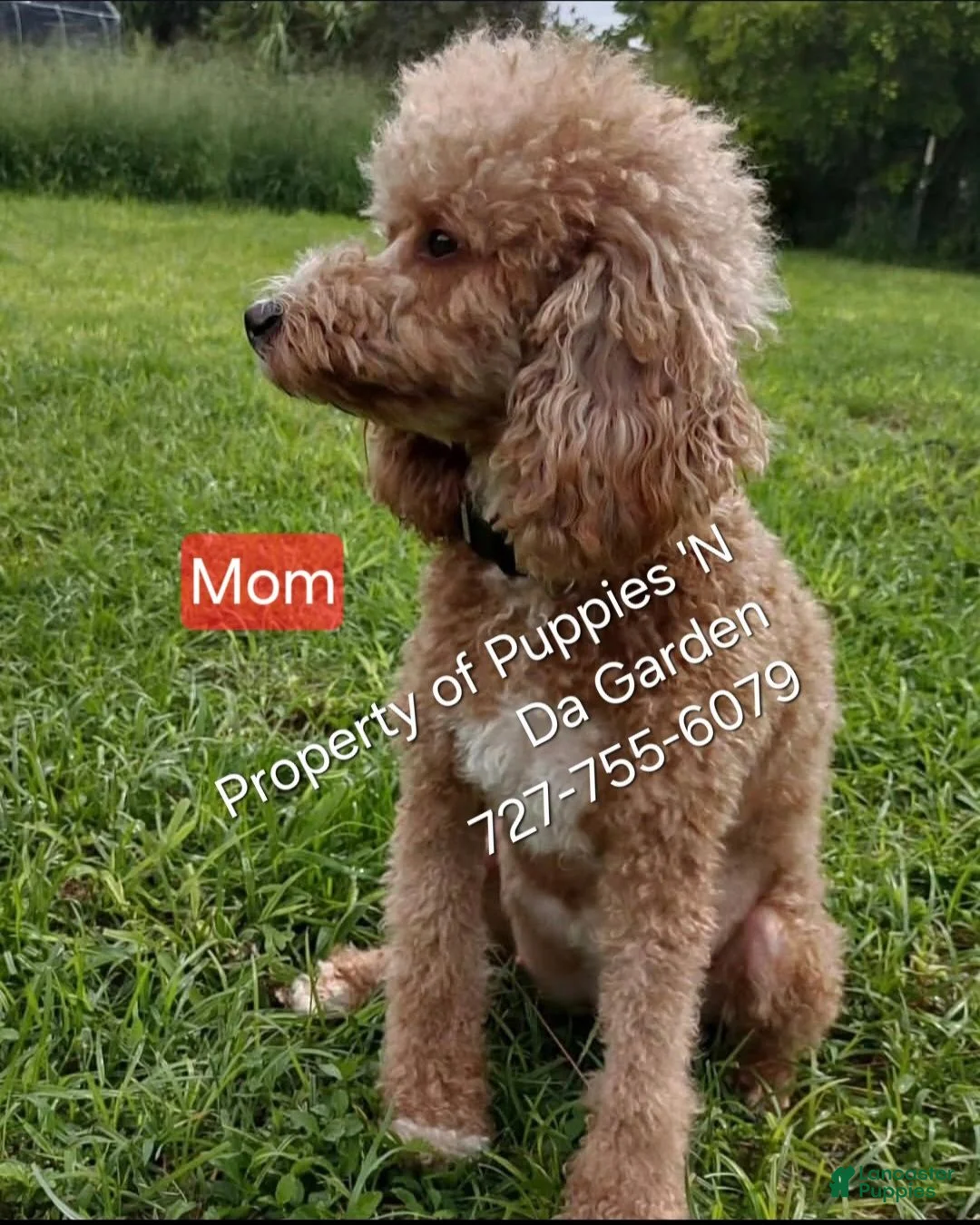 Mini Goldendoodle dogs for sale: Mini Goldendoodle 1 - Ad 2