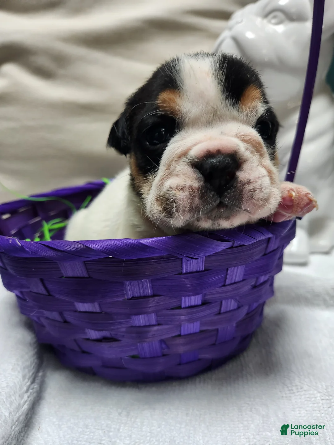 English Bulldog dogs for sale: English Bulldog Puppy 3 - Ad 2