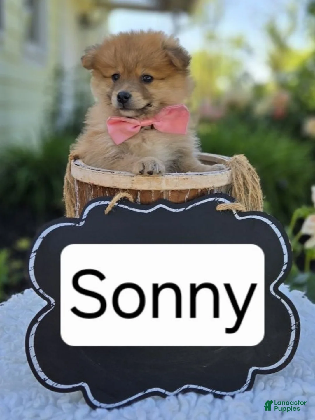 Pomeranian dogs for sale: Sonny - Ad 6