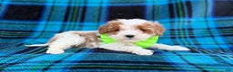 Cavapoo dogs for sale: Bentley  - Ad 8