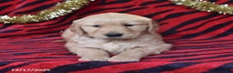 Golden Retriever dogs for sale: River - Ad 3