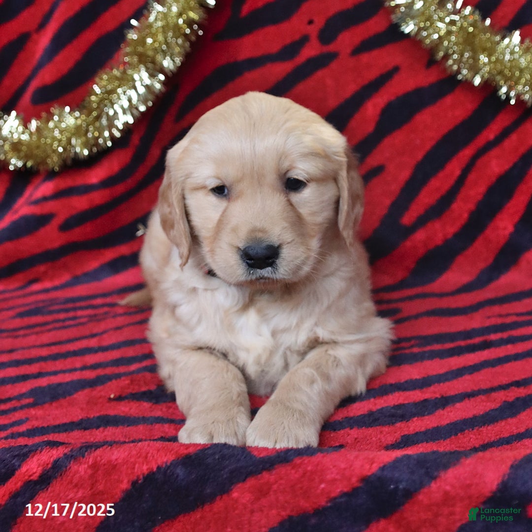 Golden Retriever dogs for sale: River - Ad 3