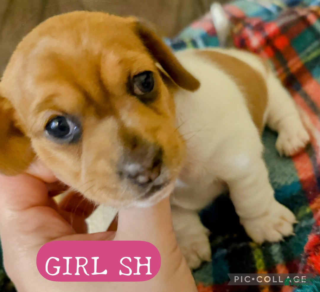 Miniature Dachshund dogs for sale: Miniature Dachshund SH Girl - Ad 1
