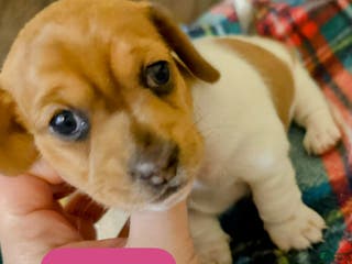 Miniature Dachshund dogs Miniature Dachshund SH Girl - Ad 5