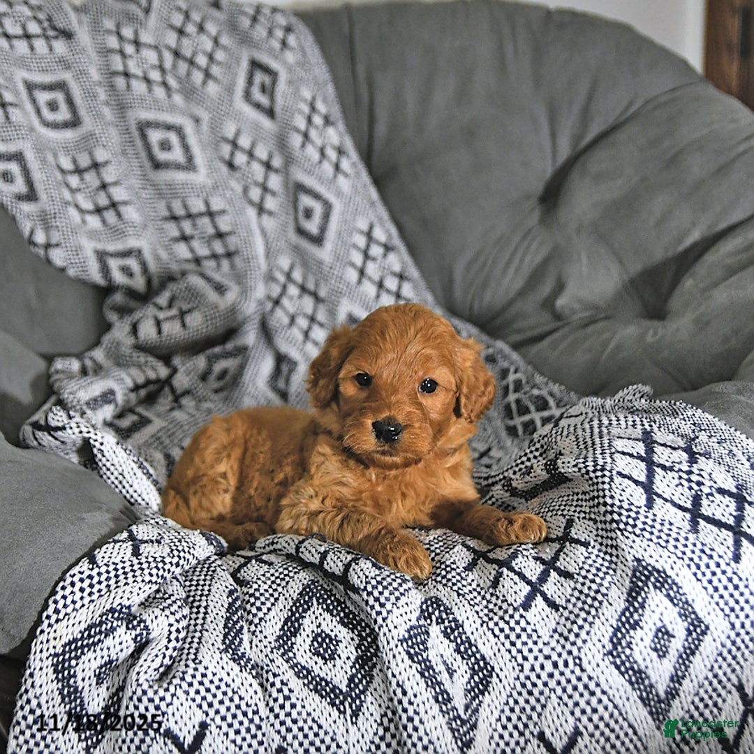 Mini Goldendoodle dogs for sale: Noelle - Ad 2