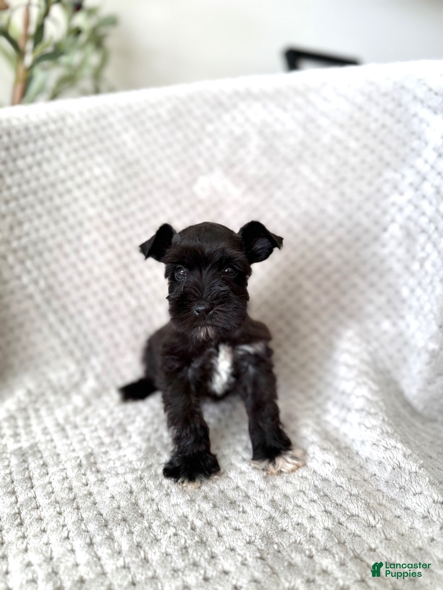 Miniature Schnauzer dogs for sale: Ace  - Ad 4